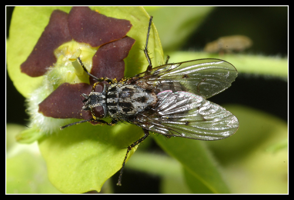 Dalla Sicilia: Phaonia trimaculata M e F  (Muscidae)